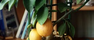 Growing a lemon tree at home