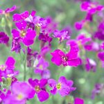 Growing aubrieta from seeds in the garden