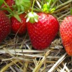 Growing remontant strawberries in autumn, care