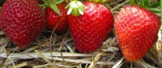 Growing remontant strawberries in autumn, care