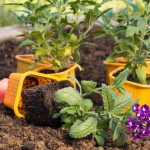 Verbena planting