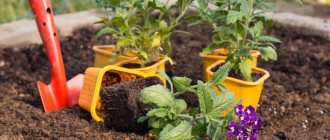 Verbena planting