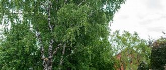 Tall birch tree near the house