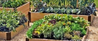 High beds allow you to create the most favorable conditions for growing vegetables, herbs and berries in small areas