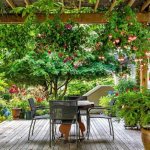 Climbing plants for the gazebo