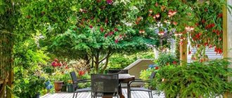 Climbing plants for the gazebo