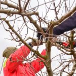 Apple trees can safely be called the most common fruit trees in gardens and summer cottages.