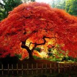 Japanese maple