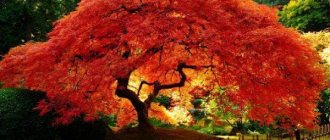 Japanese maple