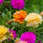 Bright succulent flowers