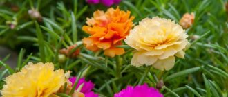 Bright succulent flowers