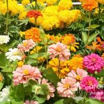 Bright “suns” in the flowerbed: marigolds and zinnias