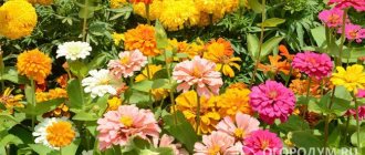 Bright “suns” in the flowerbed: marigolds and zinnias