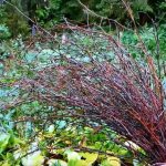 Harvesting branches for making crafts