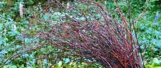 Harvesting branches for making crafts