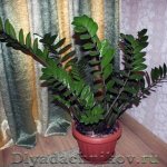 Zamioculcas care and reproduction