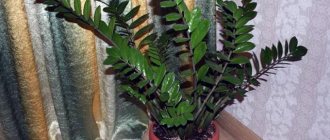 Zamioculcas care and reproduction