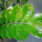 Zamioculcas: all the secrets of transplantation