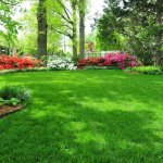 Green grass on the lawn in the shade of trees