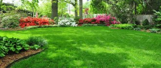 Green grass on the lawn in the shade of trees