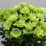 Green chrysanthemums: varieties and their descriptions, names, photos