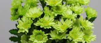 Green chrysanthemums: varieties and their descriptions, names, photos