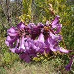 jacaranda violet tree in Russia where it grows