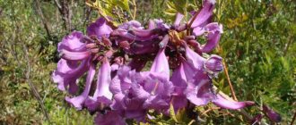 jacaranda violet tree in Russia where it grows