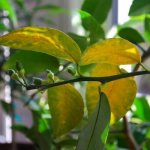 Lemon leaves turn yellow