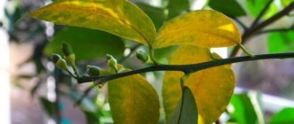 Lemon leaves turn yellow