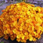 Yellow chrysanthemums: description, varieties, photos of flowers with names