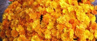 Yellow chrysanthemums: description, varieties, photos of flowers with names