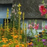 Yellow perennials in the garden