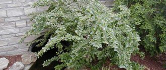 Hedge of brilliant cotoneaster: planting scheme, care recommendations