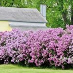 Do-it-yourself lilac hedge: how to take a photo in landscape design