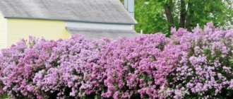 Do-it-yourself lilac hedge: how to take a photo in landscape design