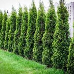 living wall made of thuja