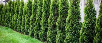 living wall made of thuja