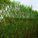 Living wall made of willow with flexible branches