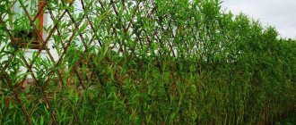 Living wall made of willow with flexible branches