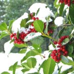 In winter, evergreen holly becomes a luxurious garden decoration